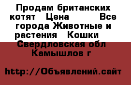 Продам британских котят › Цена ­ 500 - Все города Животные и растения » Кошки   . Свердловская обл.,Камышлов г.